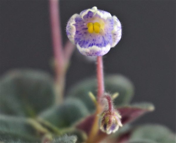 Mac's Sweet Serenity (G.McDonald)