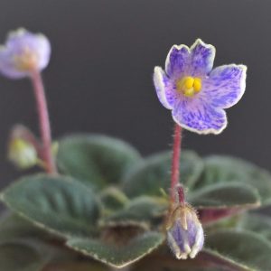 Gleeful Elf (H.Pittman)