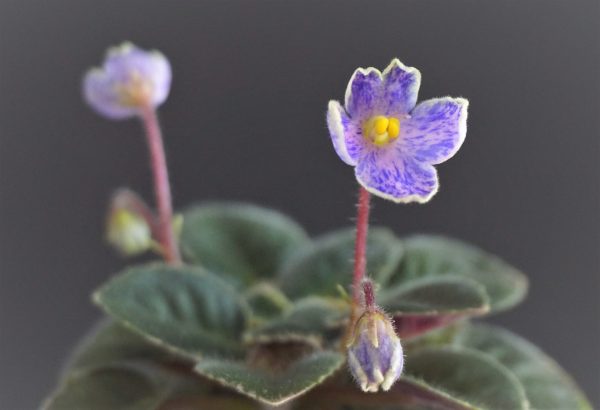 Gleeful Elf (H.Pittman)