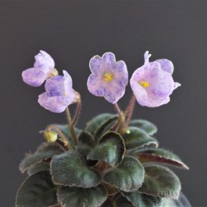 Jolly Gala (H.Pittman)