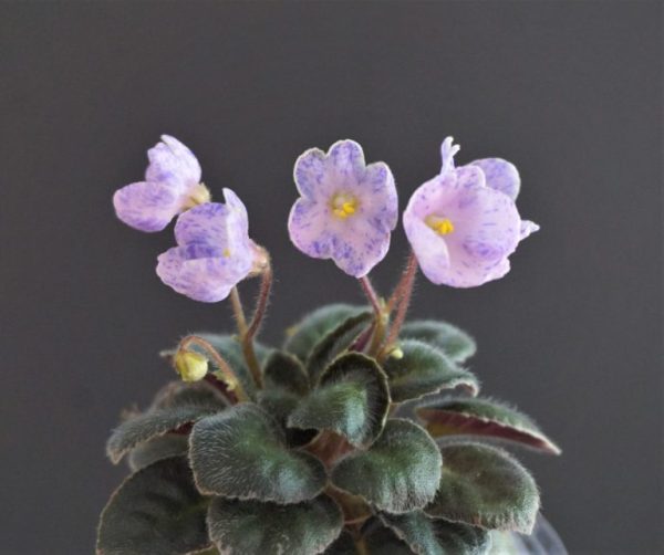 Jolly Gala (H.Pittman)