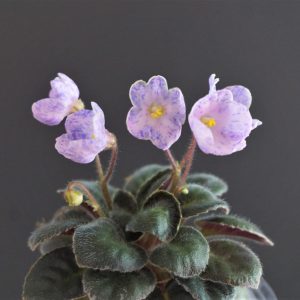 Fay's Madeleine (F.Wagman)