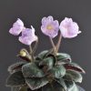 Country Bonnet (S.Sorano)