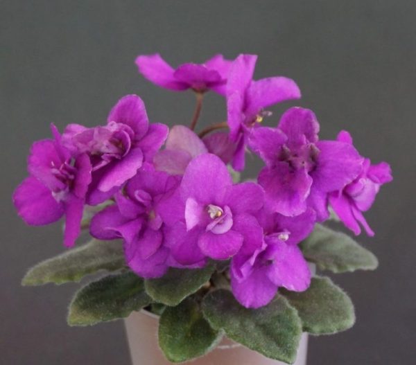 Bridal Lady (N. Johnston)