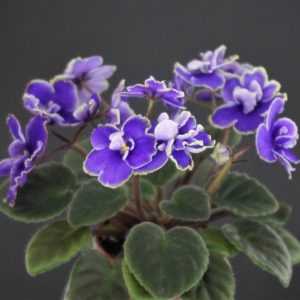 ЛЕ-Котенок Гав (Е. Лебецкая)