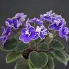 Jolly Marvel (H.Pittman)