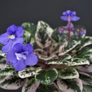 Cajun's Lil Forever Blue  (B. Thibodeaux)