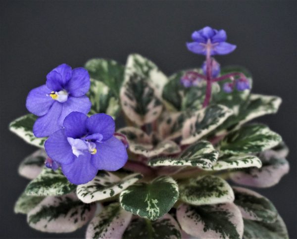 Cajun's Lil Forever Blue  (B. Thibodeaux)