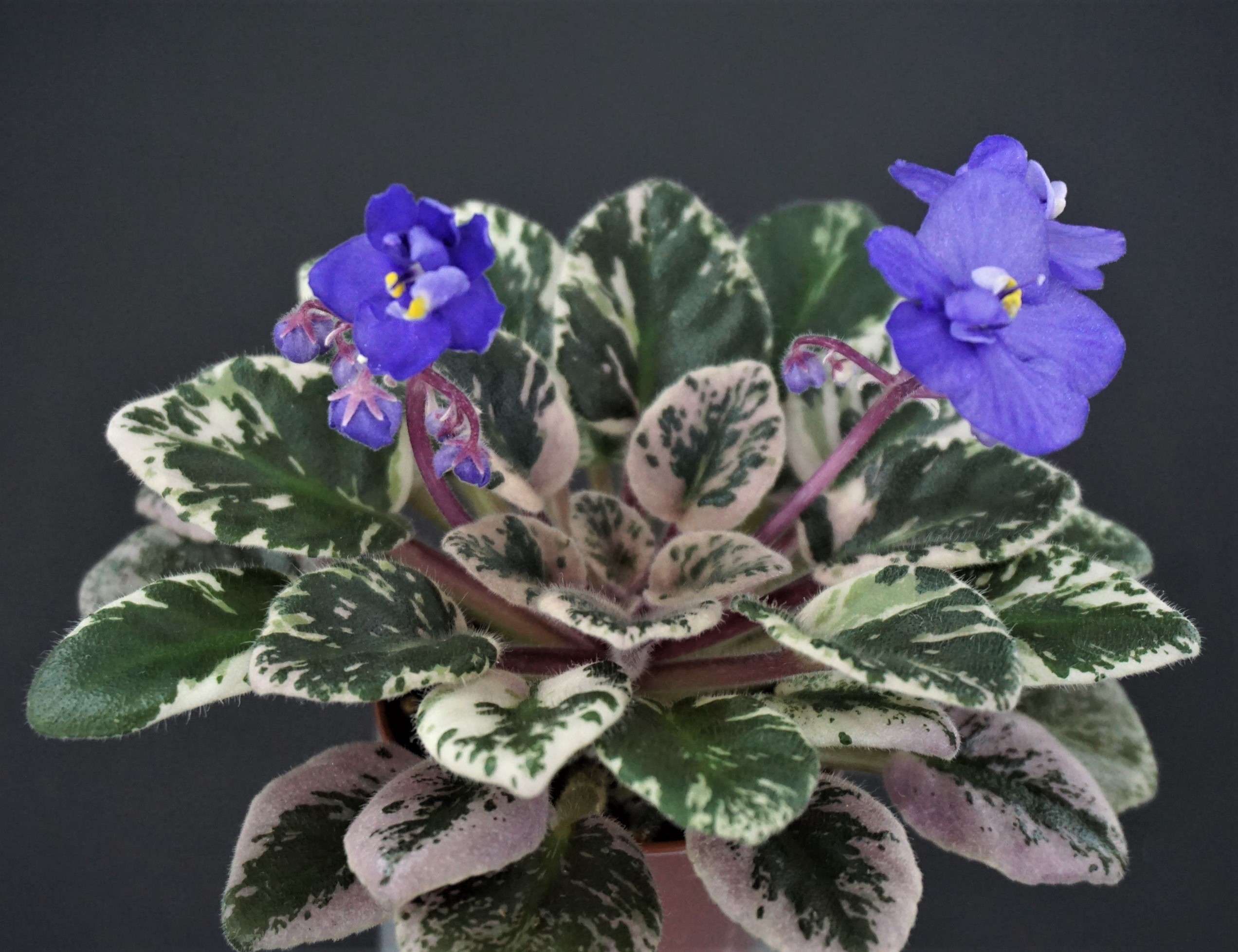 Dean's Bunny Blue (C.Hobbs/H.Hobbs)