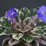 Aca's Daphne (J. Brownlie)