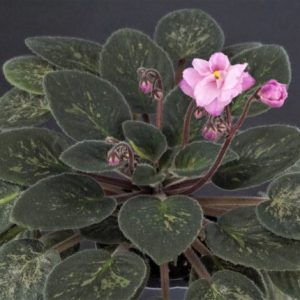 Diet Cola (G.Boone)