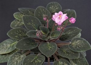 Morgan’s Barossa (C.Eros)