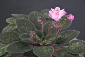 Senk's Merlot (R. Follett/D. Senk)