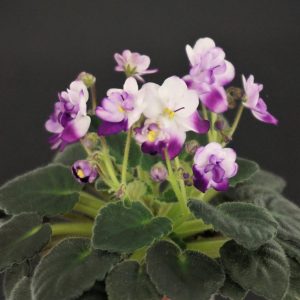 НЛ-Утро Раннее (Н. Лютая)