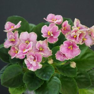 Colorado Sky (E. Champion)