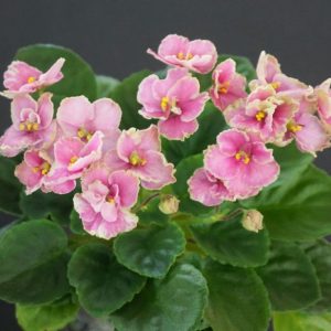 Ti-Shou Trail (F. Pilon)