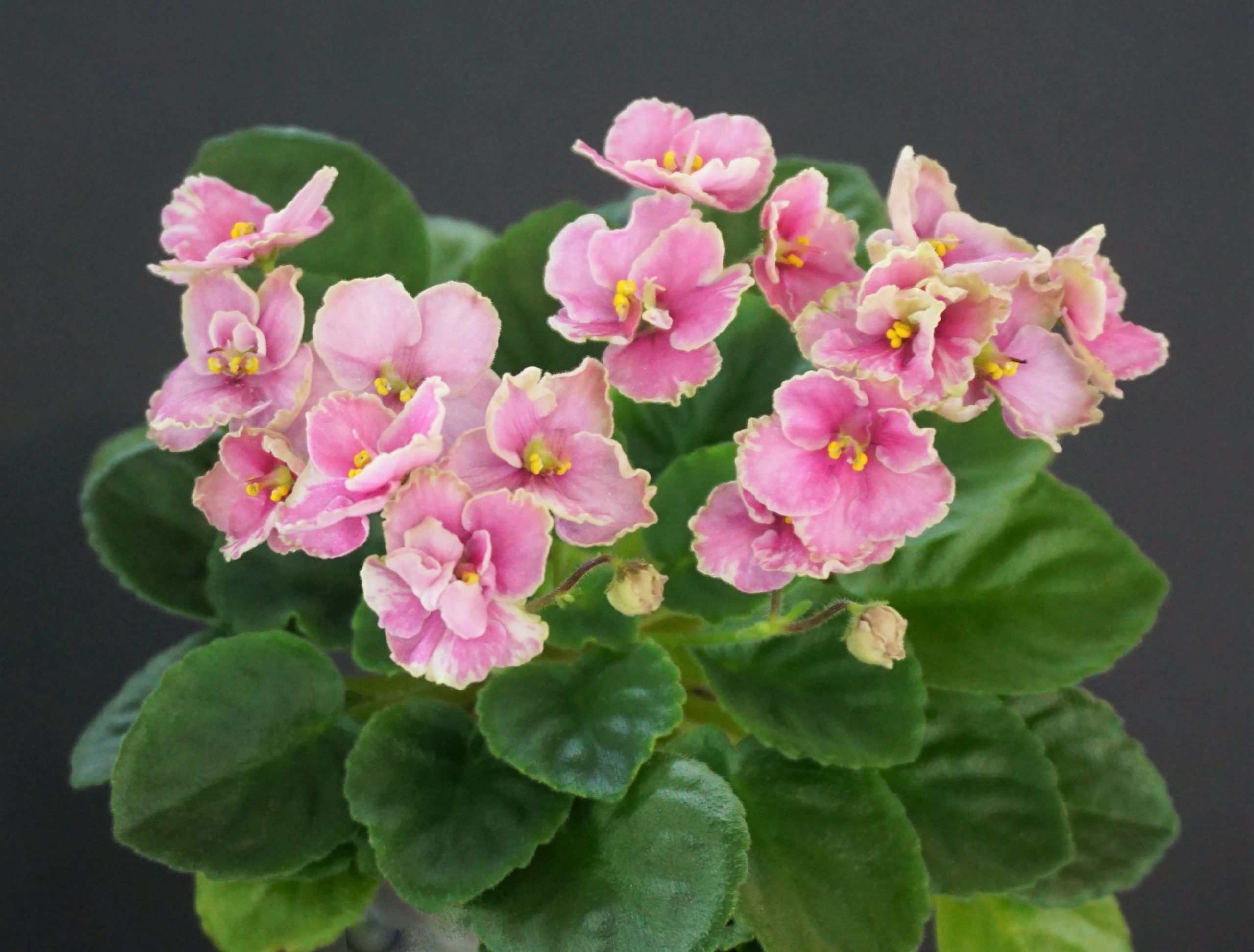 Hunter's Coral Caress (K.Muzalewski)