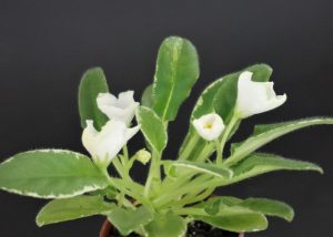 Morgan's Brittany White (C.Eros)
