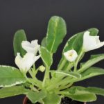 Heinz's Little Nugget (H. Dornbusch)