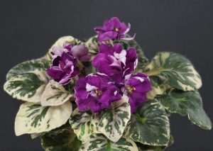 Jolly Ruby (H. Pittman)