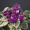 Appalachian Tussy Mussy (Arceneaux)