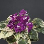 Bon-bon (F. Richter)