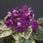Ramblin' Peach (S. Sorano)