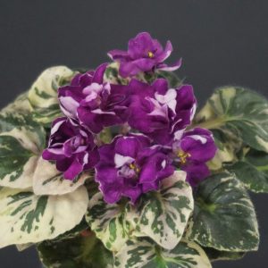 Morgan's Roji (C. Eros)