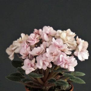 Morgan's Maeve`s Blush  (C.Eros)