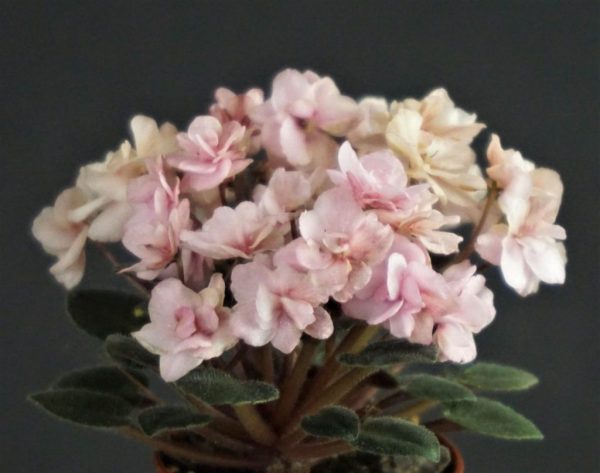 Senk`s Elm (R.Follett/D.Senk)