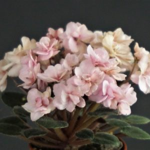 Kimonsons Bells (unknown)