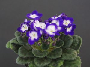 Little Ebony (S. Sorano)