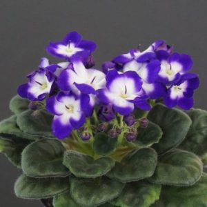 Imp`s Fairy Berry (J.Jackson)