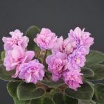 Genetic Blush (J.Smith)
