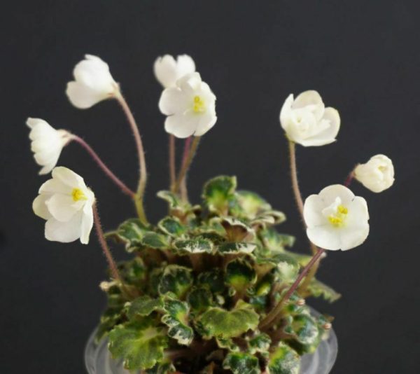 Morgan's Sophronia (C. Eros)