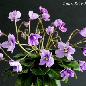 Imp`s Fairy Berry (J.Jackson)