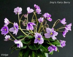 Toronto Belle (A.Adams)