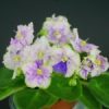 Cambridge Missie (A.E.Adams)