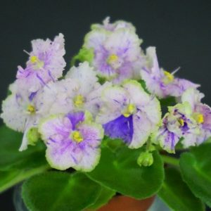 Senk's Blue Cascade (R. Follett/D. Senk)
