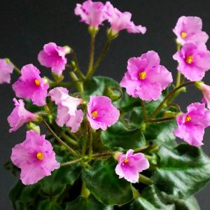 Imp`s Fortuitous Fancy (J.Jackson)