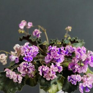 Morgan's Mauevelous (C.Eros)