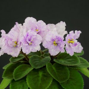 Imp`s Karmic Kaleidoscope (J.Jackson)