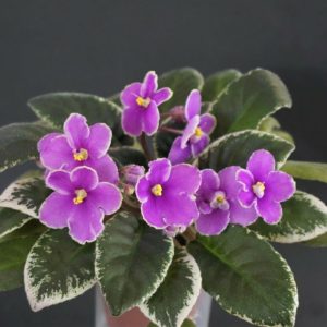 Mac's Fabulous Fiesta (G. McDonald)