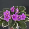 Mac's Shangri-la Serendipity (G.McDonald)
