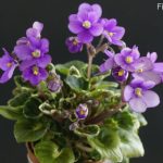 Indigo Ruffles (K. Dean)