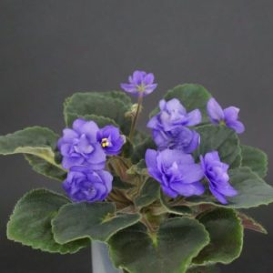 Sterling Trinket (E.Champion)