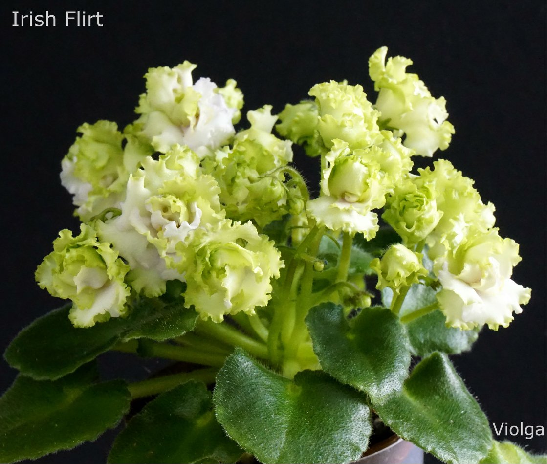 Irish Flirt (S. Sorano)