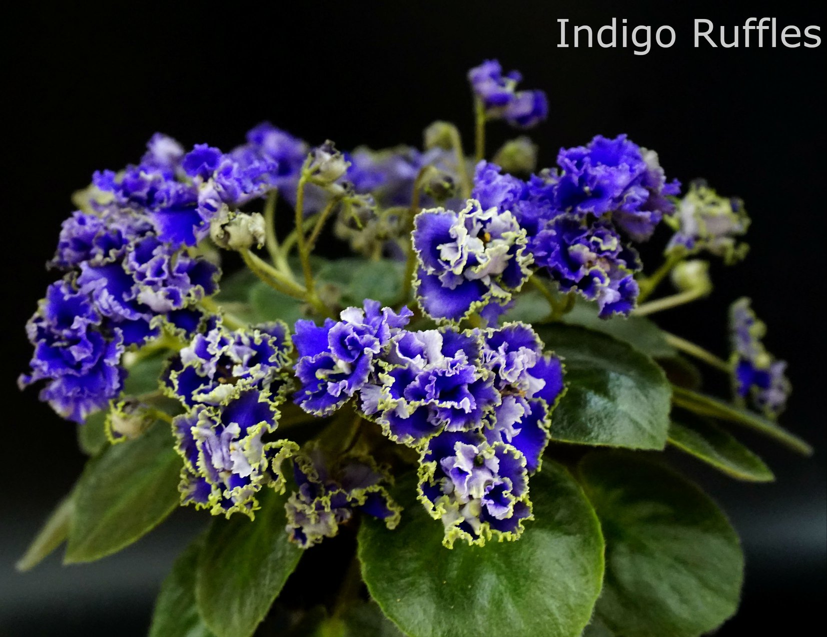 Indigo Ruffles (K. Dean)