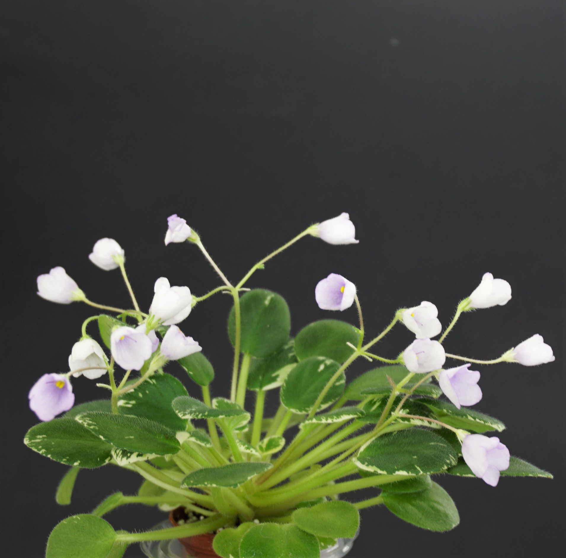 Sky Bells (A. Murphy)