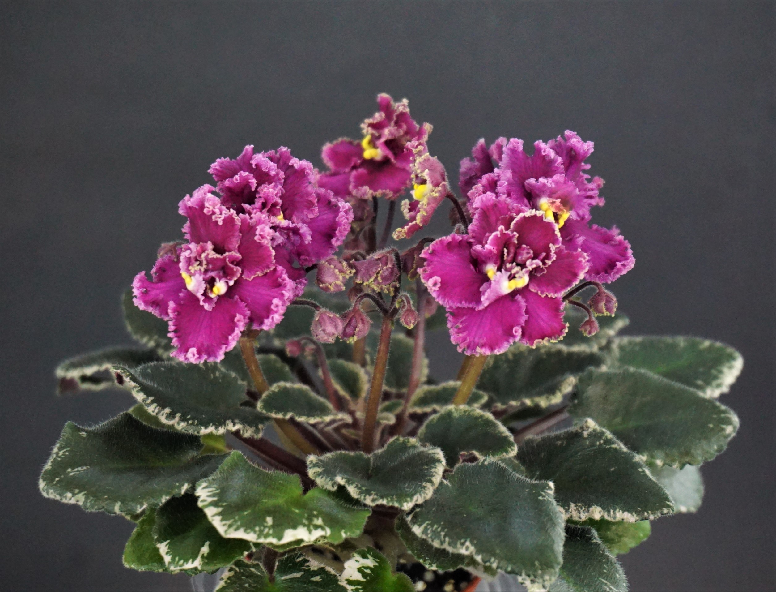Jolly Frills (H. Pittman)